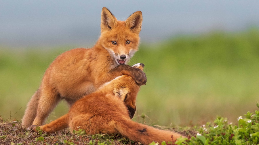 Премьера фильма «Огненный лис» пройдет при поддержке ВТБ
