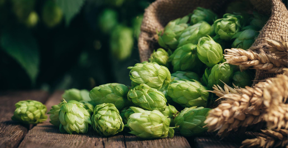 Россельхозбанк: хмелеводы Чувашии могут увеличить насаждения в 7-8 раз