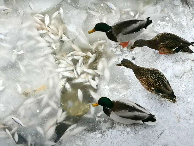 Горожане показали, как затягивается полынья с гибнущей рыбой на Чебоксарском заливе. ВИДЕО
