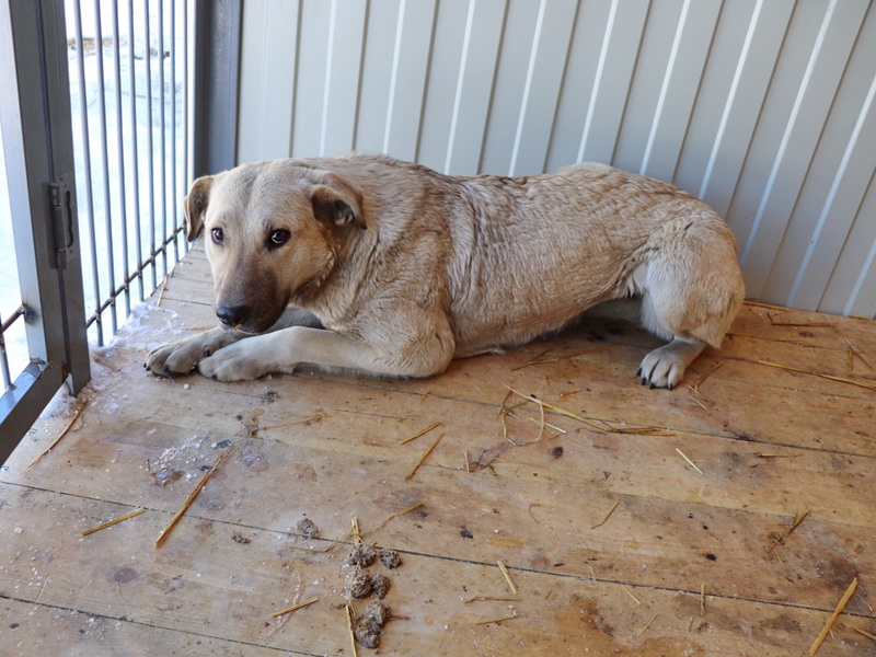 В Новочебоксарске начался отлов безнадзорных собак. Поймать могут и домашних