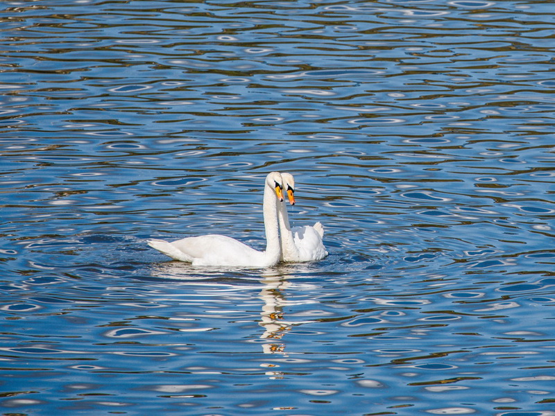 В Чебоксарах на залив вернули белых лебедей после зимовки в «Ковчеге»