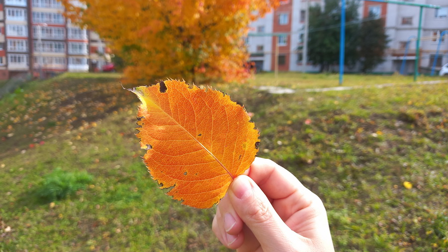 Лето пришло на пару дней: синоптики рассказали о погоде в Чебоксарах на рабочую неделю
