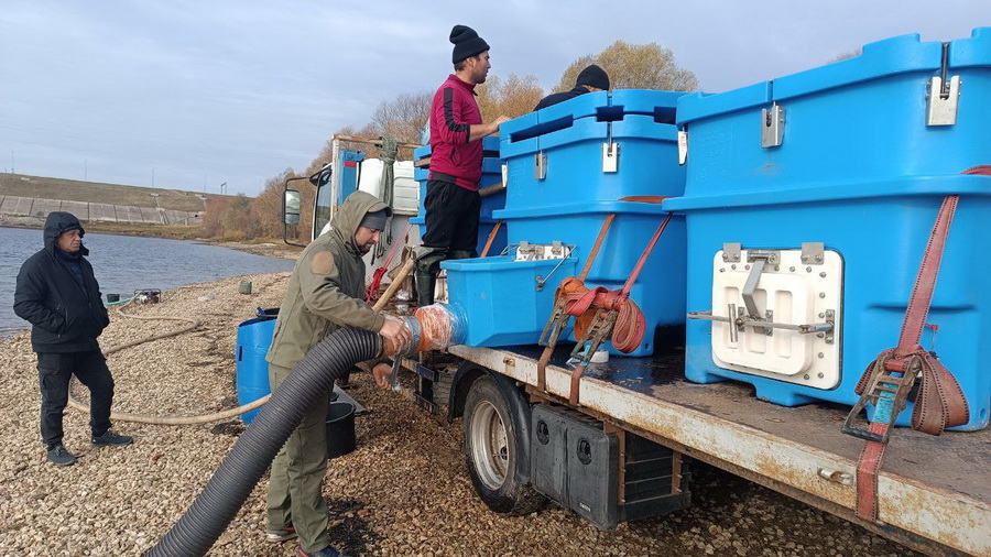 В Волгу выпустили 71 тысячу мальков стерляди, толстолобика и сазана
