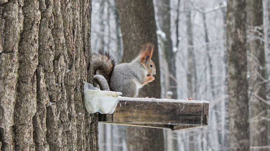 Синоптики рассказали о погоде в Чебоксарах в первые выходные зимы