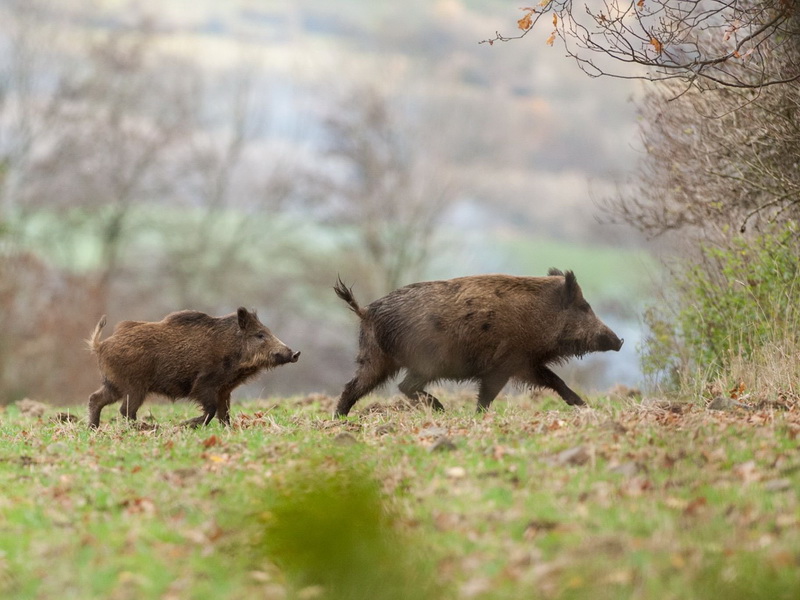 В Чувашии запретили охоту на кабанов. Их численность сократилась в 10 раз