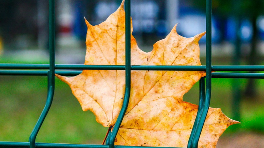 Синоптики обещают морозные ночи и снег в Чебоксарах: прогноз погоды на рабочую неделю