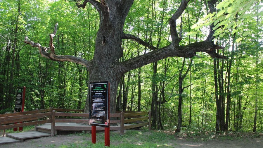 Дуб из Моргаушского округа победил в конкурсе «Российское дерево года-2023»