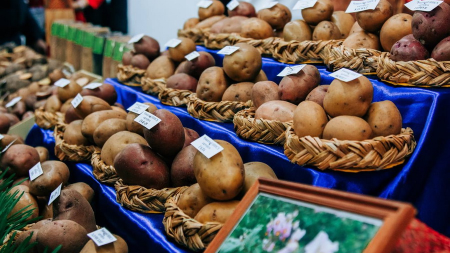 В выставке «Картофель-2024» в Чебоксарах примут участие 20 регионов РФ