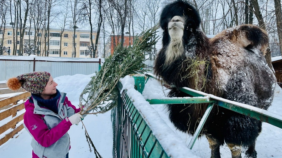 Парк Николаева объявил акцию по сбору живых новогодних елей