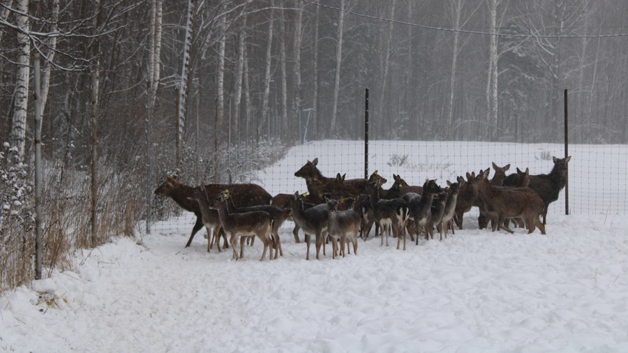 В Чувашию для разведения привезли пятнистых оленей и ланей